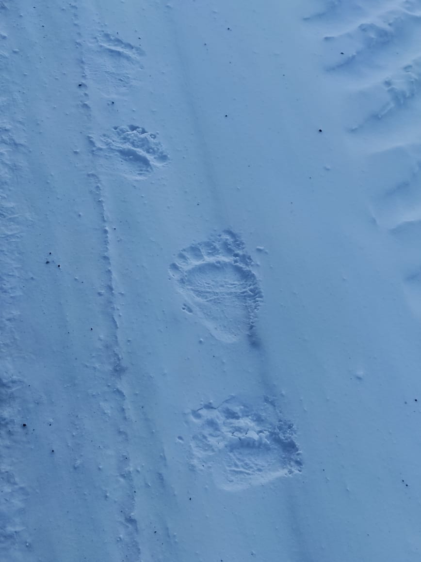 Три медведя-шатуна уничтожены в Якутии. Ученые выяснят причины аномального поведения косолапых