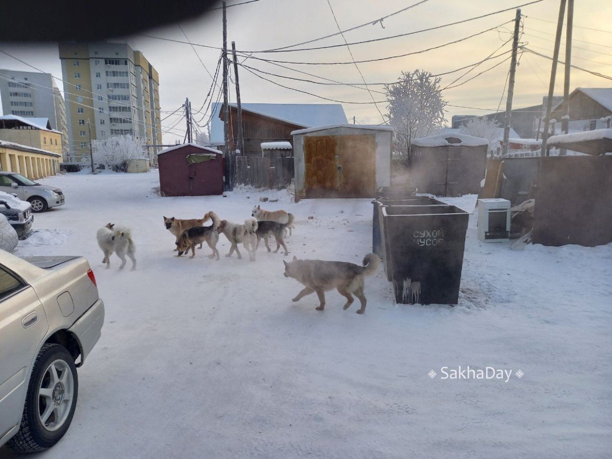 В Якутии запретят прикармливать бродячих животных. Как власти собираются отслеживать добросердечных граждан?