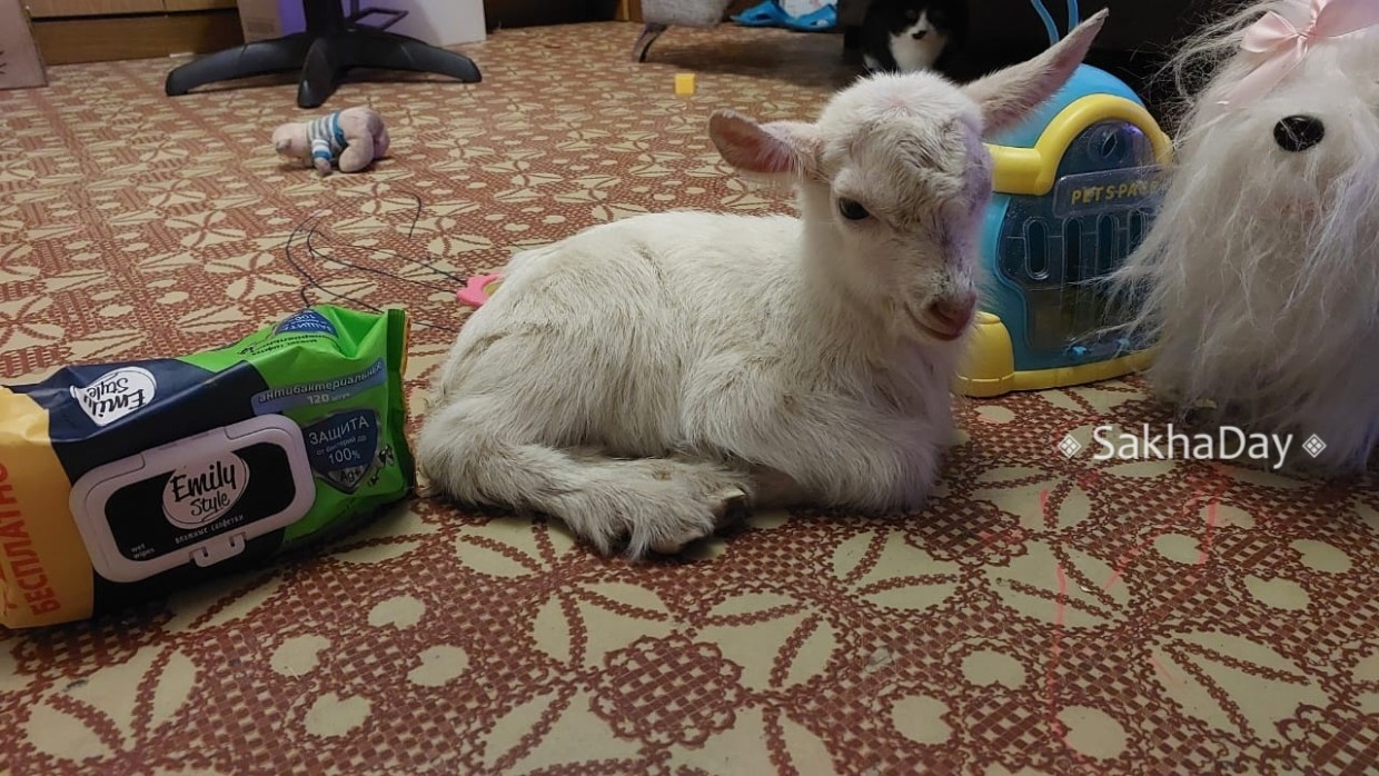 В Горном улусе козленок живет дома как ребенок