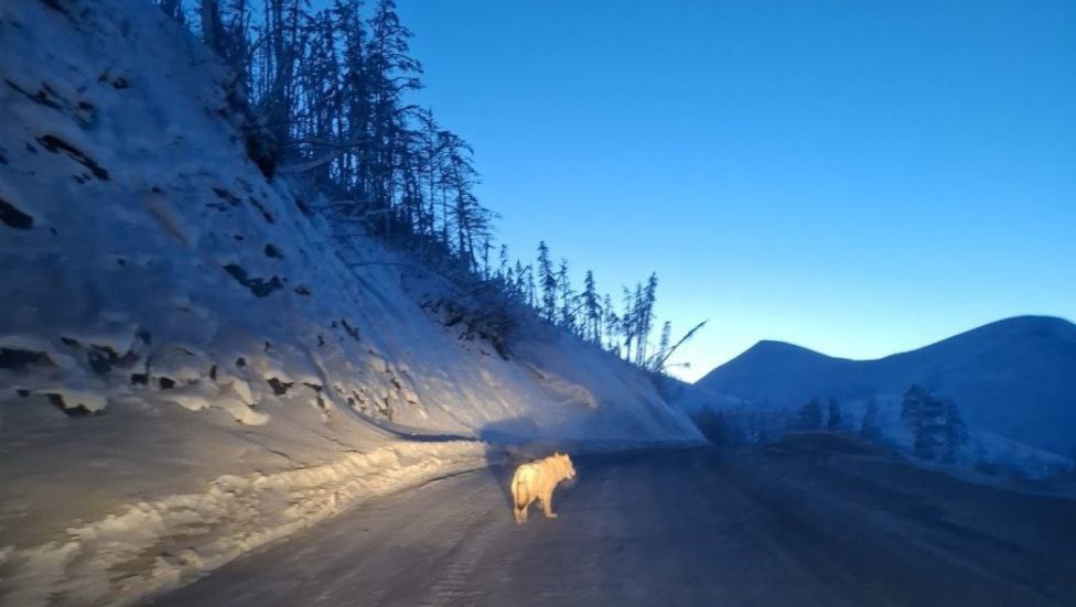 Делегация правительства встретила на дороге волка