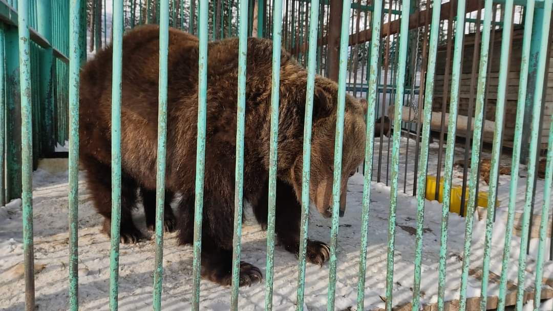 Бурые медведи этой весной поспят подольше, предположили в якутском зоопарке