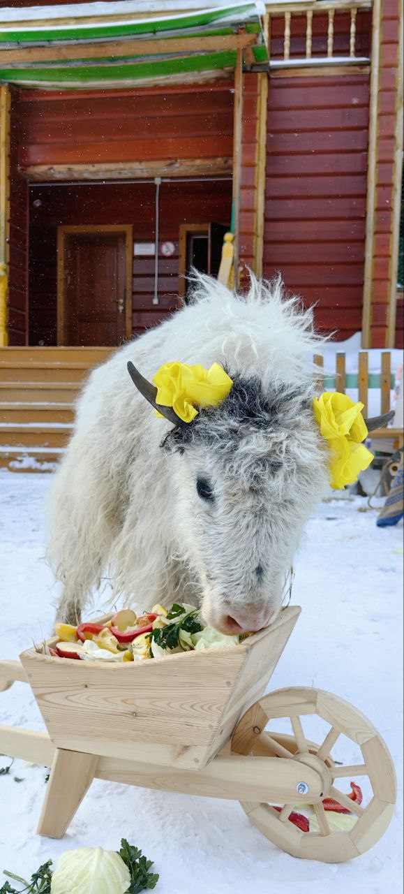 Милашка Ячиха Марта с размахом отметила первый день рождения