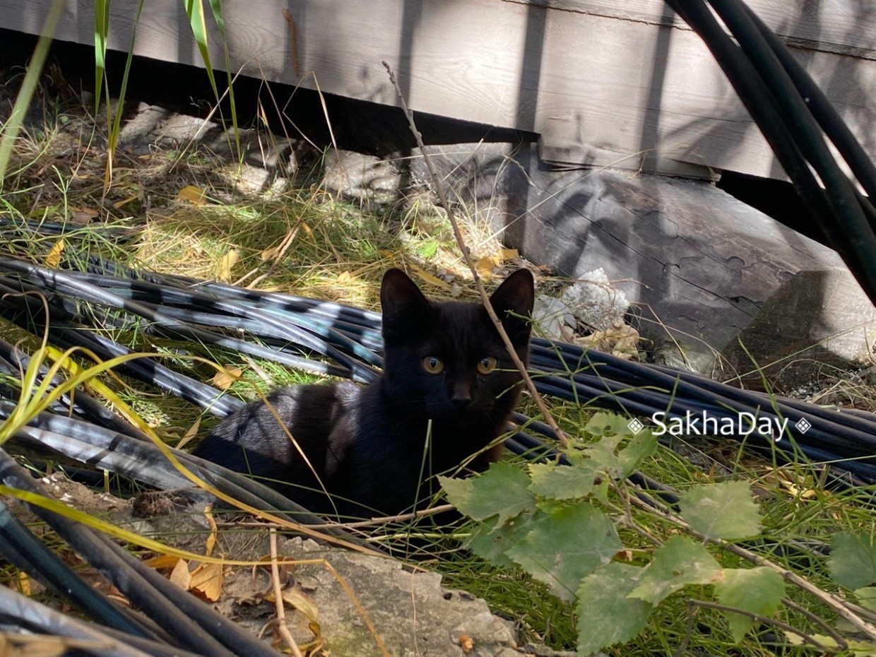 Мэр Якутска предложил принять бездомных котов на муниципальную службу: "Кошки спасут город от крыс!"