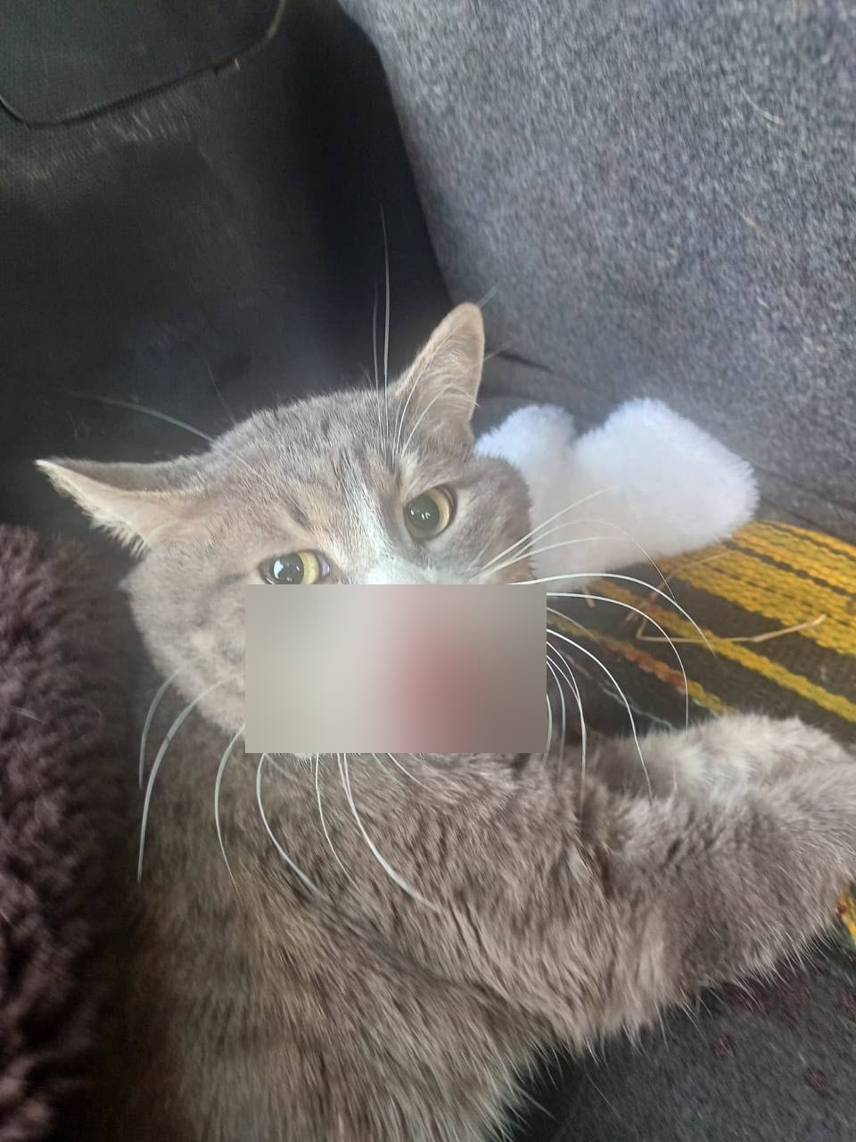 В Нерюнгри выясняют, кто скинул кошку с 6-го этажа. Проверяется причастность 65-летней женщины