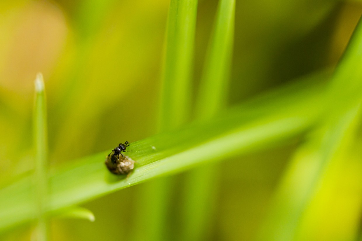 Опрыскаете один раз — тли покинут огород на все лето: рассказываем
