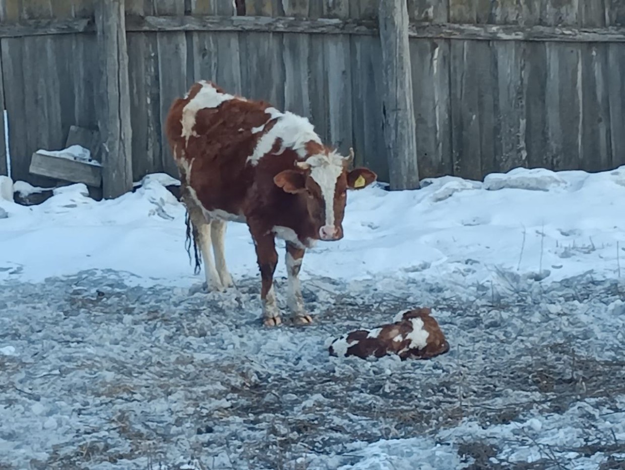 Чужая корова отелилась во дворе? Это к добру!