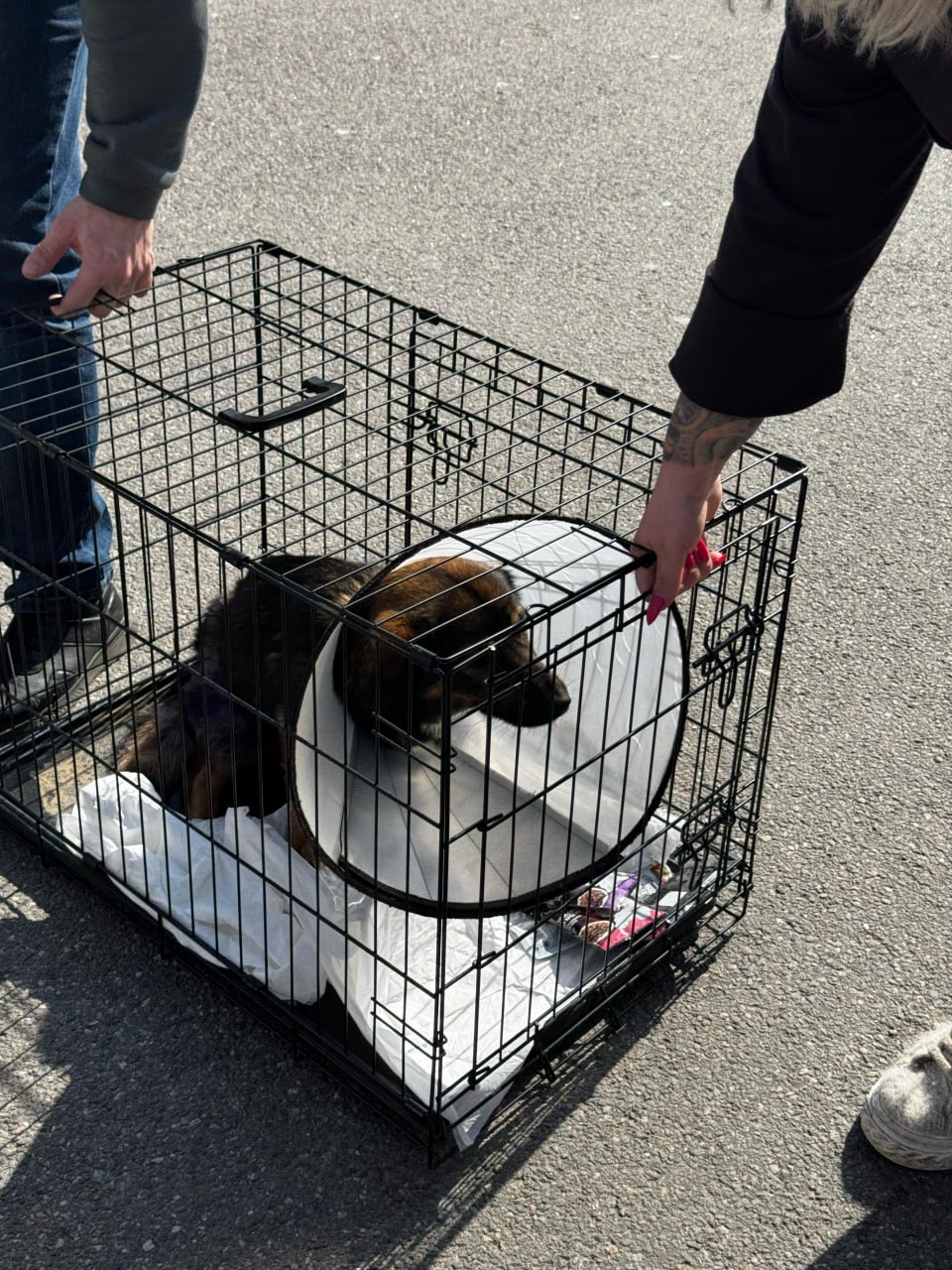 РЖД отказали в перевозке раненого белгородского пса в Петербург