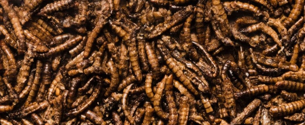 Если вам нужны опарыши — вот советы, которые могут вам помочь: пользуйтесь