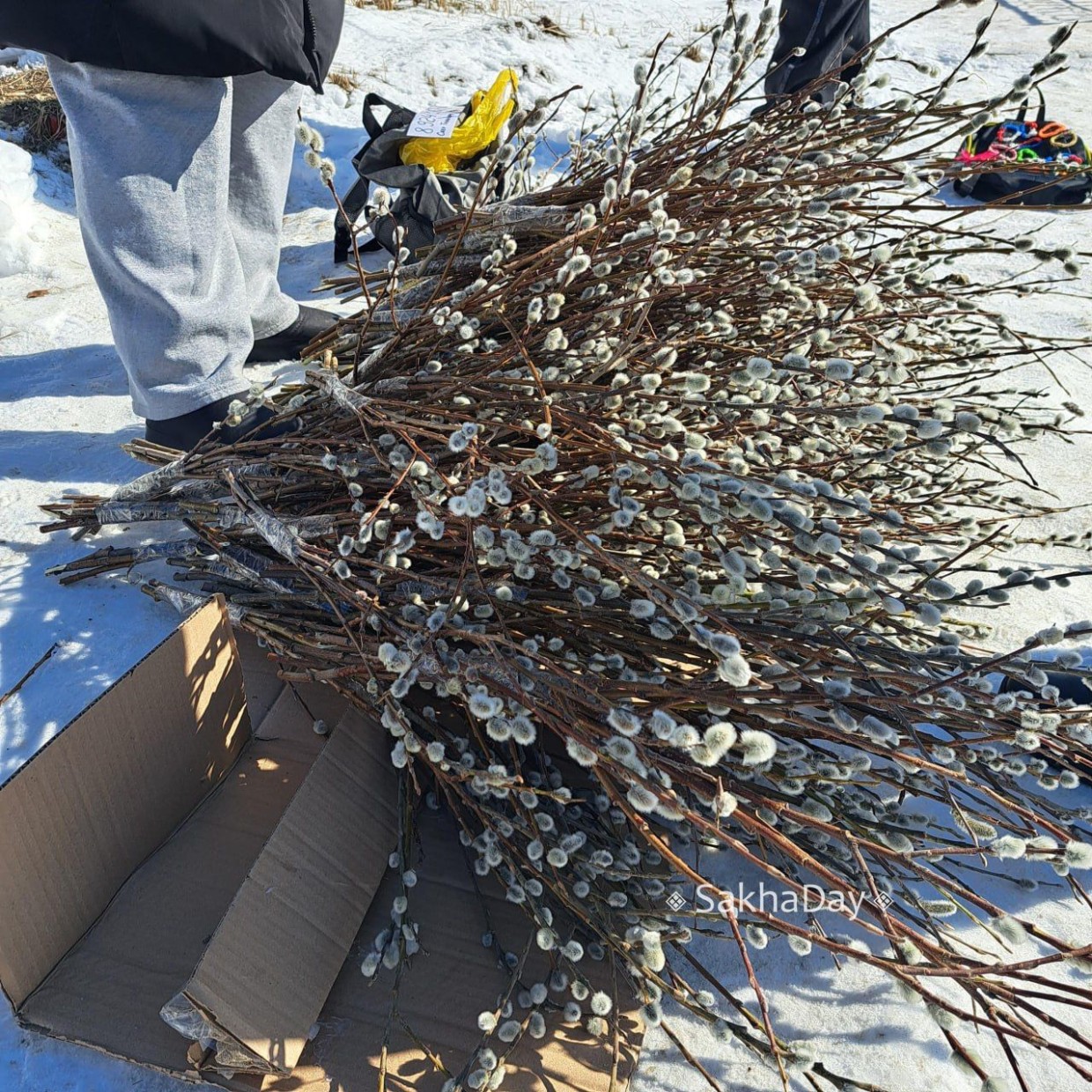 За повреждение вербы может грозить штраф