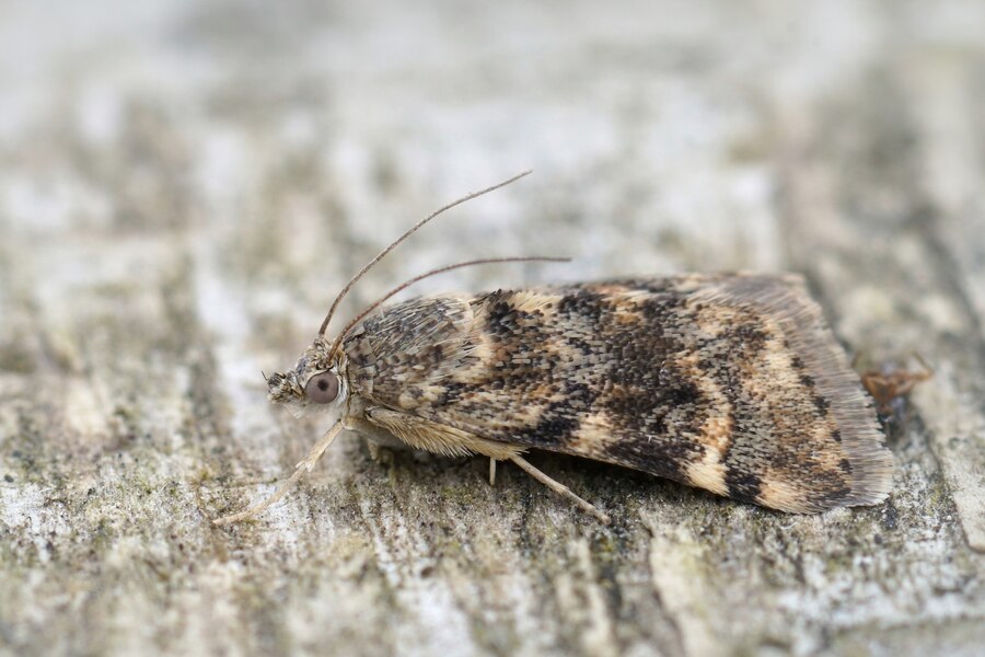 Моль покинет ваш дом: проверенные методы борьбы с вредителем — какие могут быть причины появления