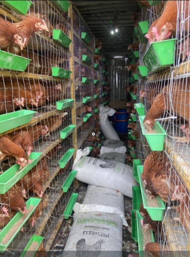 В Верхоянский район прибыла первая партия кур-несушек