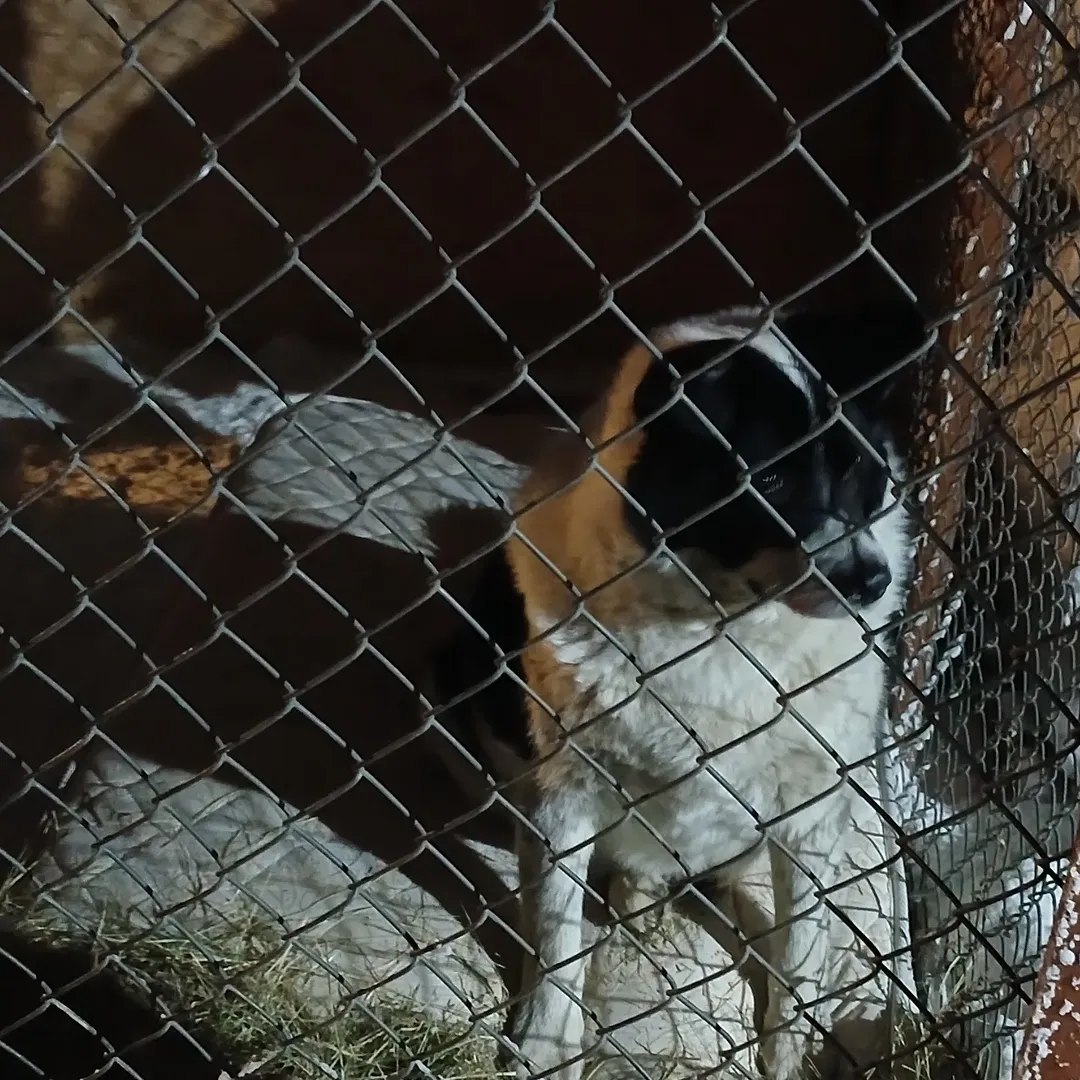 За первый квартал в Якутии отловили более тысячи безнадзорных собак