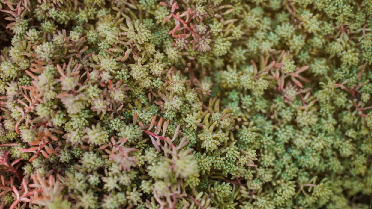 Украшение участка, которое не надо поливать: почвопокровные вариегатные очитки —теперь создать красоту на даче будет очень легко