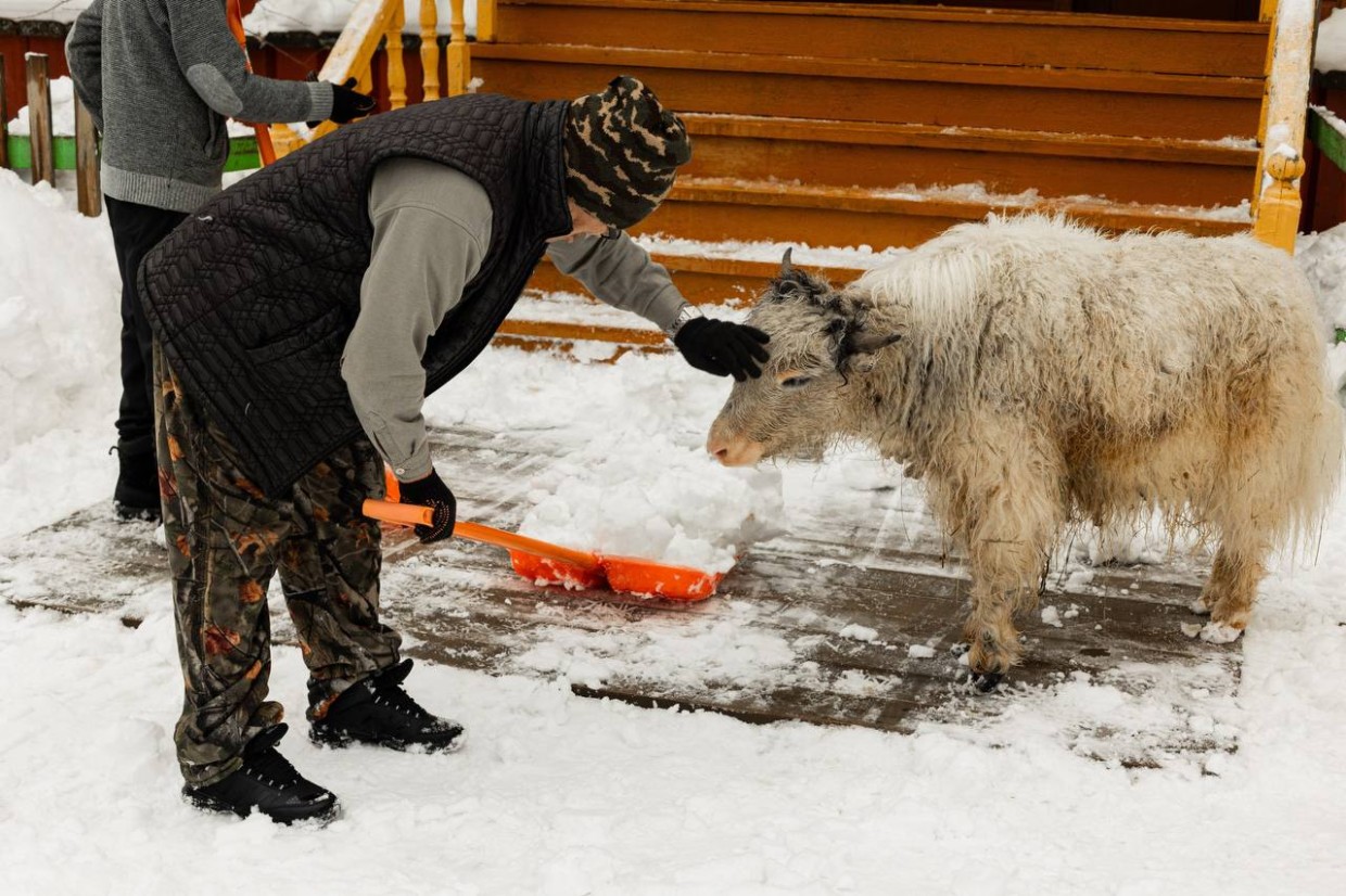 "Жеребенок родился, яченок крепнет, изюбрь скинул рога": Хорошие новости из мира животных