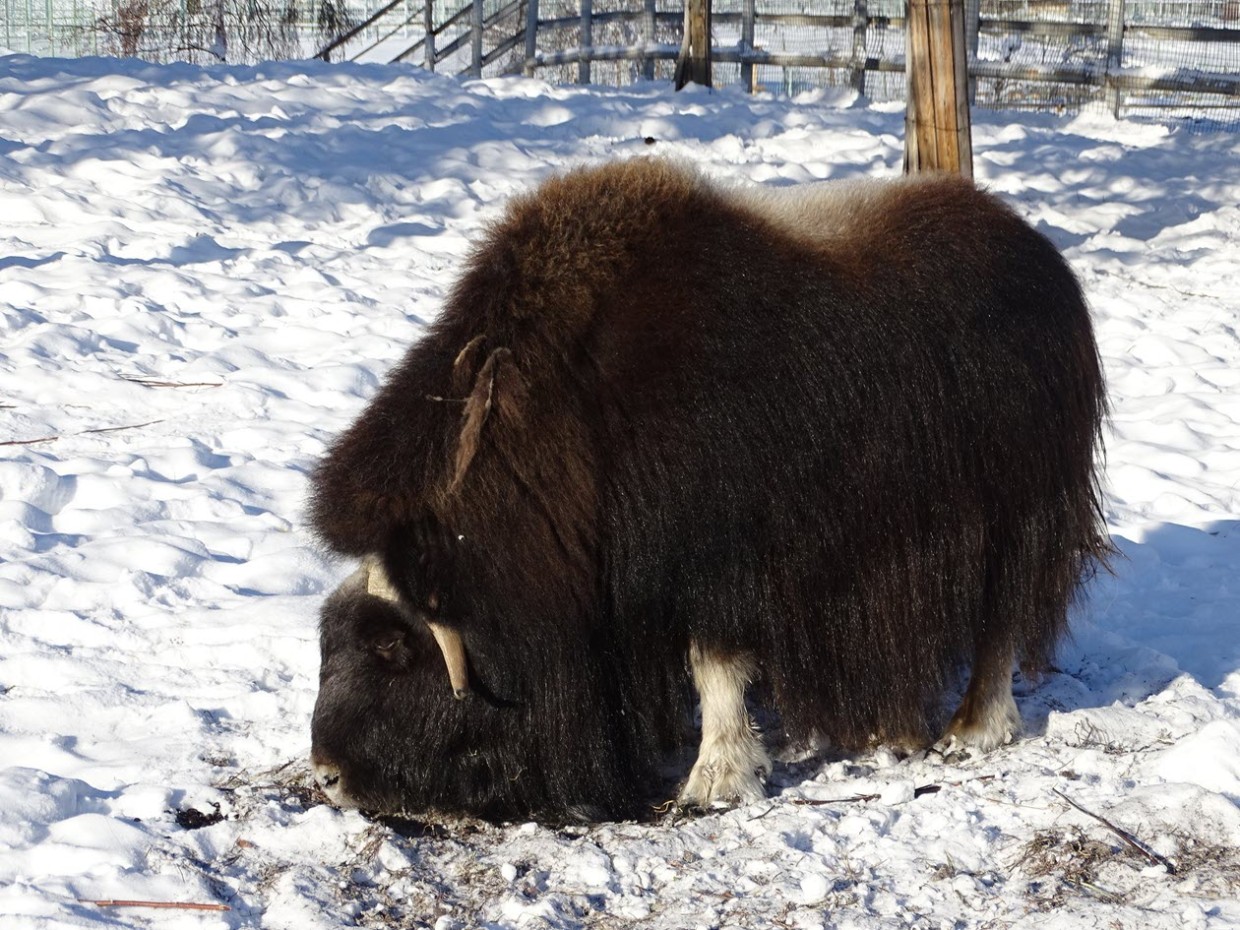 В зоопарке «Орто-Дойду» повысилась стоимость входных билетов
