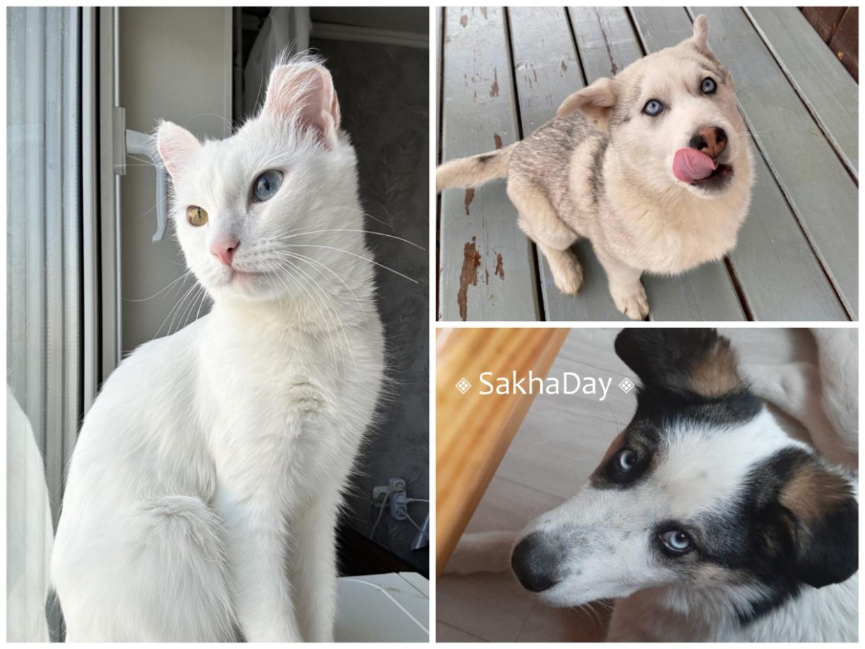 Очаровательные кошки и собаки ищут хозяев