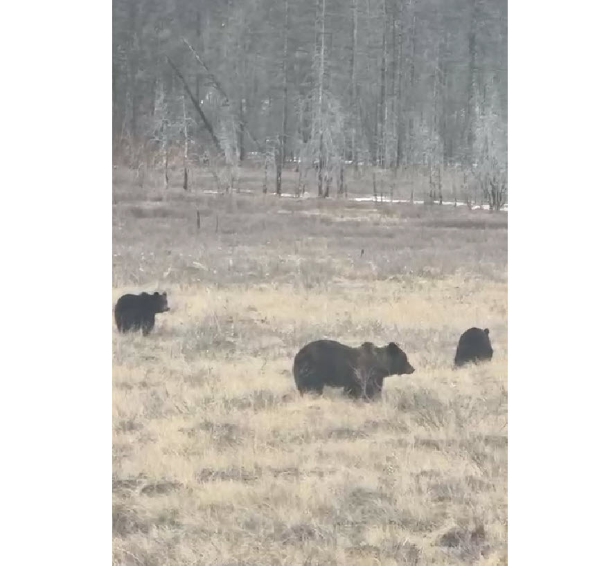 Видеофакт: В Якутии начинают просыпаться медведи