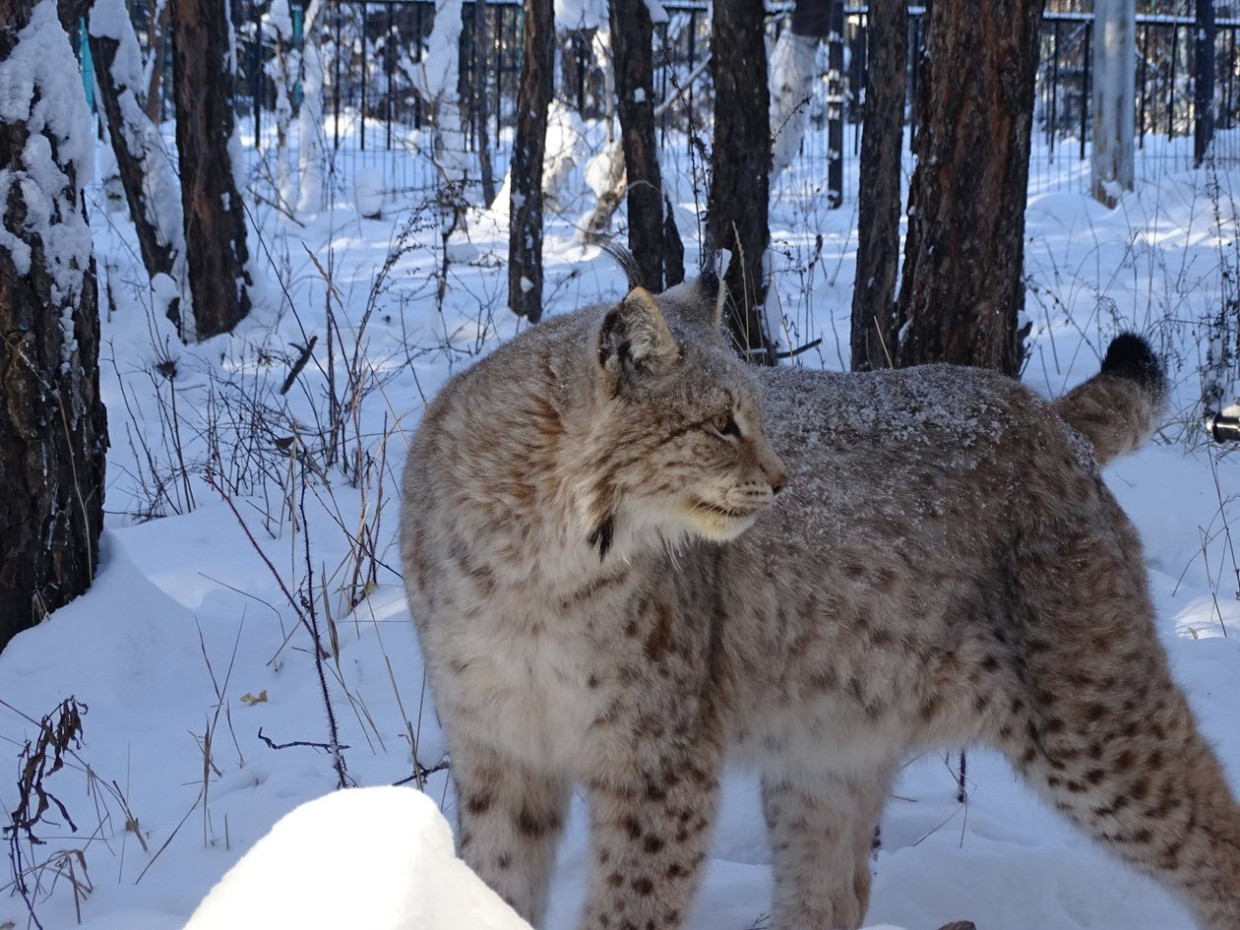 Зоопарк «Орто-Дойду» нуждается в финансовой помощи