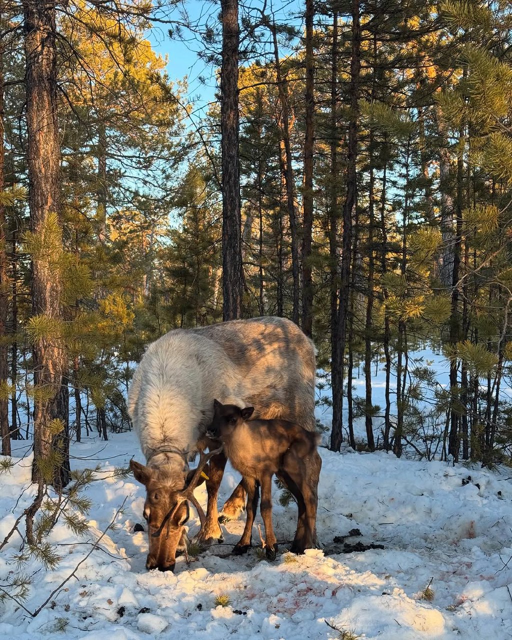В Якутске родились первые оленята
