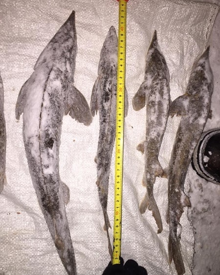 Депутаты доработают обращение в Правительство РФ, чтобы снизить штрафы за вылов осетра до минимума