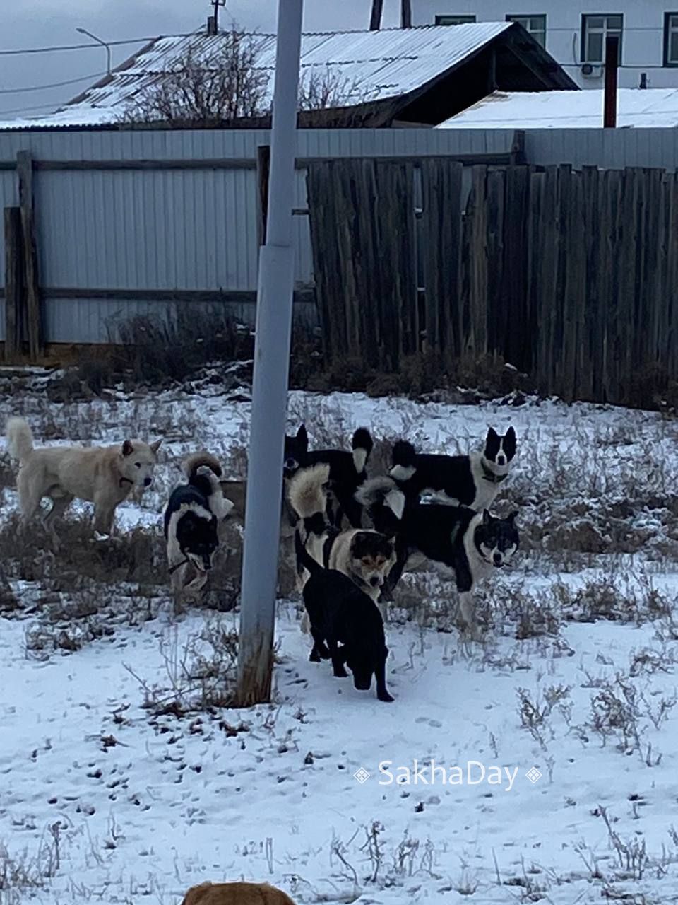 20 миллионов рублей заложено в Якутии на строительство, реконструкцию питомников для собак