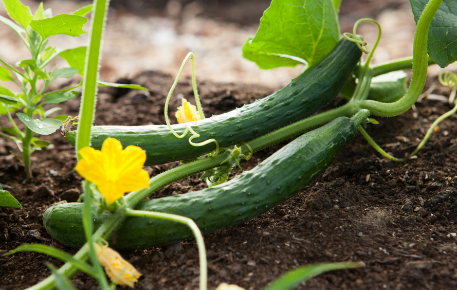 7 правил полива: урожай огурцов обрадует — метод наших дедушек