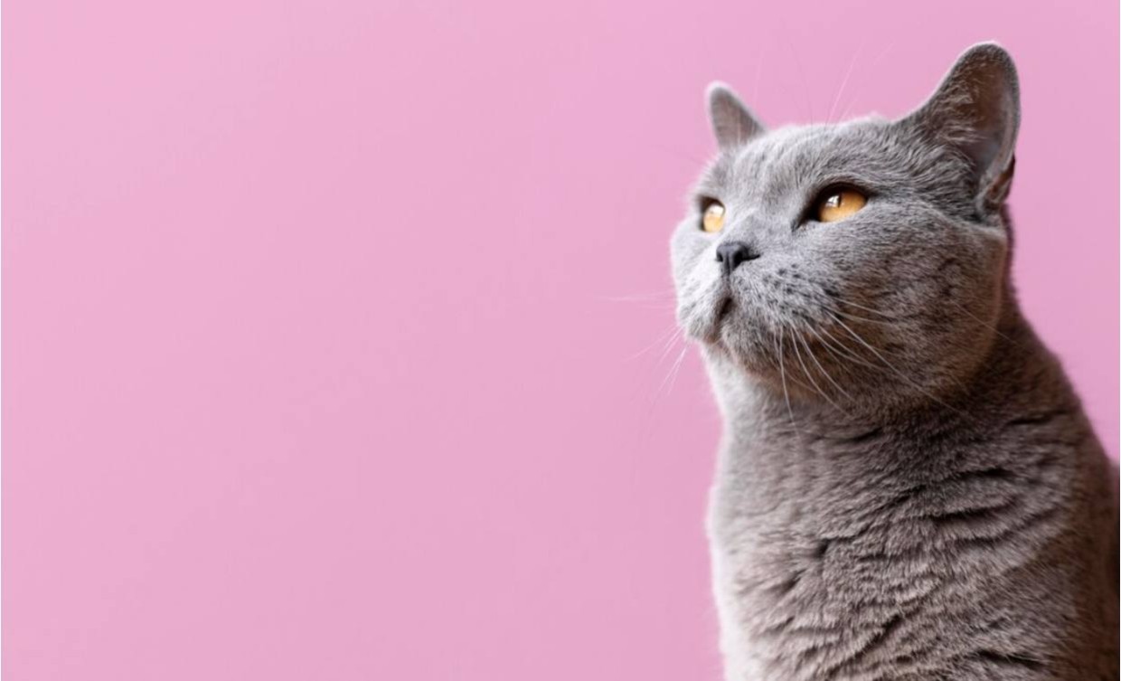 Обидеть котика — легко: то, что человеку кажется мелочью, животное может воспринять как оскорбление