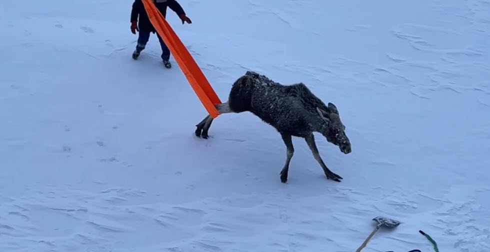 Моряки атомного ледокола "Якутия" спасли лосиху