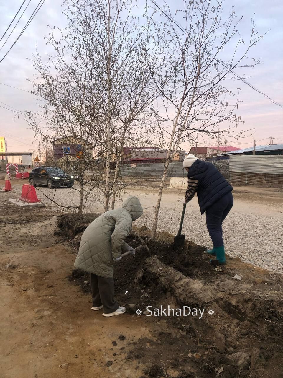 Фотофакт: В Гагаринском округе спасли 40 берез и сосен