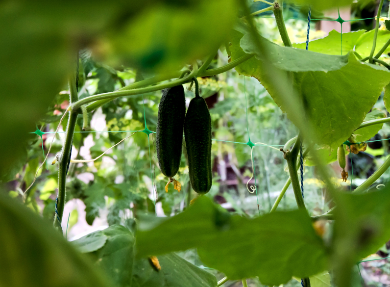 Подкармливаем огурцы правильно: быстрый рост обеспечен — урожай что надо