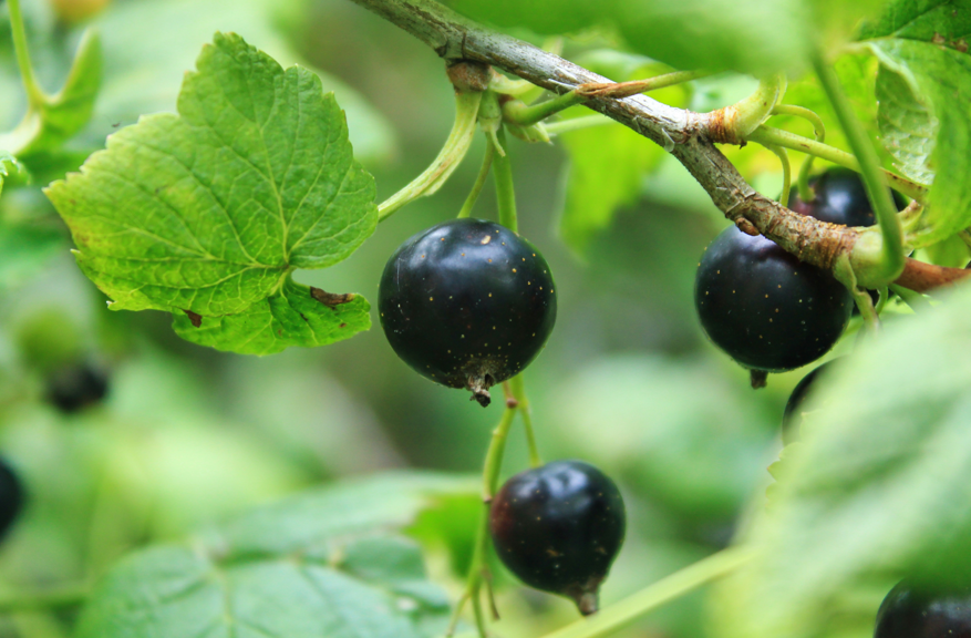 Смородина будет большой: 2 лучших удобрения — внуки скажут спасибо