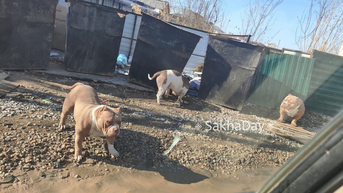 В Якутске помойку оккупировали собаки бойцовской породы