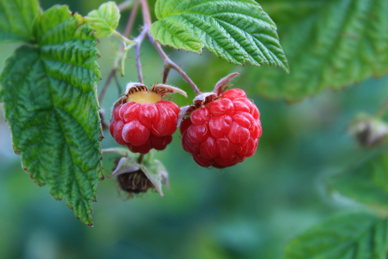 Всего 1 спичка в лунку: кусты с малиной дадут безумный результат — червяков не будет