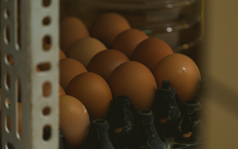 4 факта про яичную скорлупу: самое полезное удобрение — берите на заметку