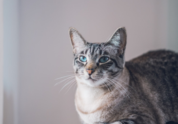 Наши кошки стареют: возрастные изменения — не оставляйте это без внимания