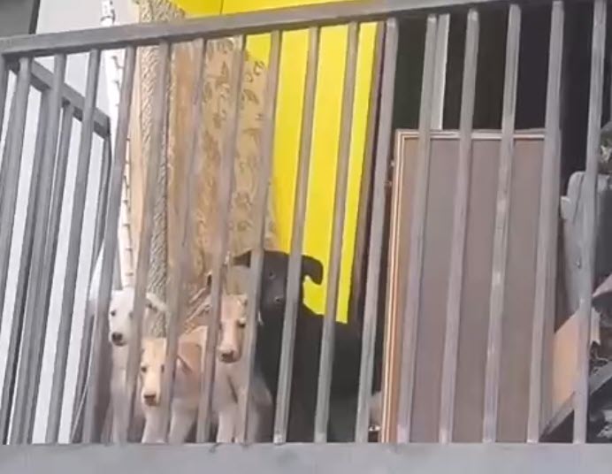 Зловоние и страх эпидемии: жители квартала в Якутске страдают от соседей-собачников