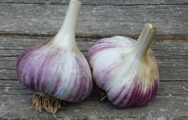 В июне необходимо подкормить чеснок: какое удобрение для этого нужно — как подкормки могут влиять на вкус чеснока