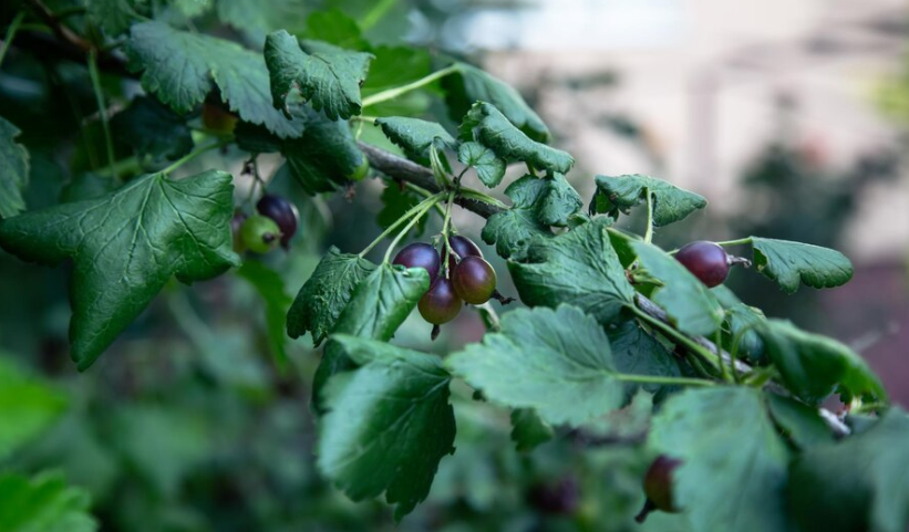 Смородина как с картинки — выбросила соду и радуюсь результату: лучшее решение для большого урожая
