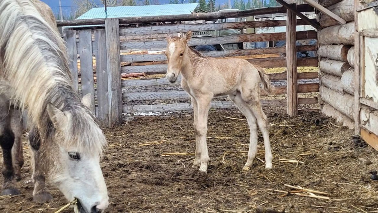 Фотофакт: В Ленском районе жеребенка назвали "Победа"