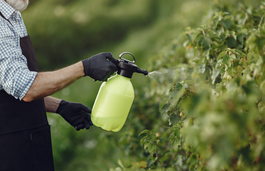 Тля атакует: прогоняем с помощью легкого раствора — спасите ваши кусты и деревья