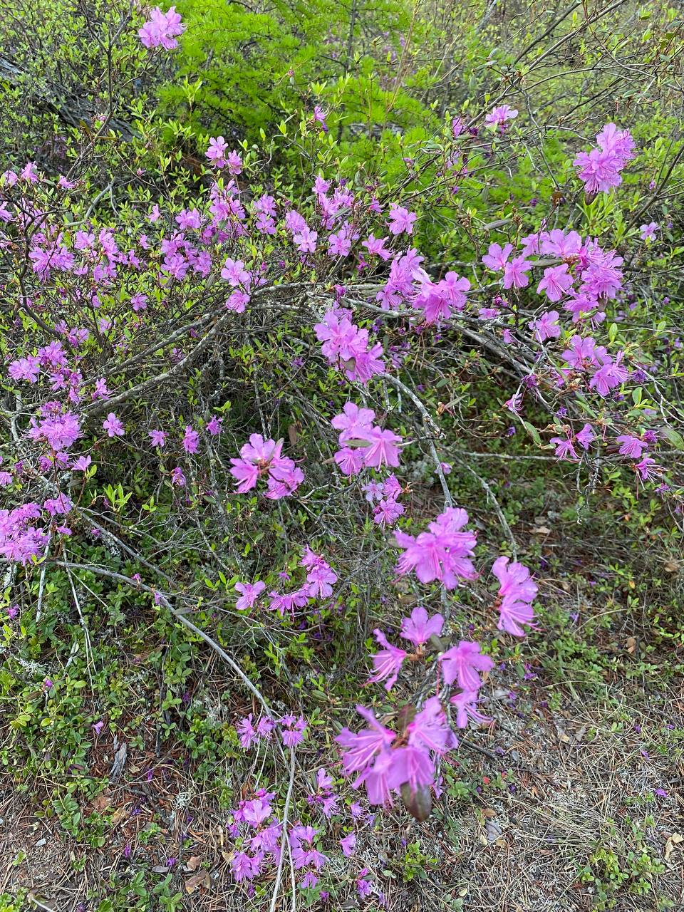В Амге зацвела якутская сакура