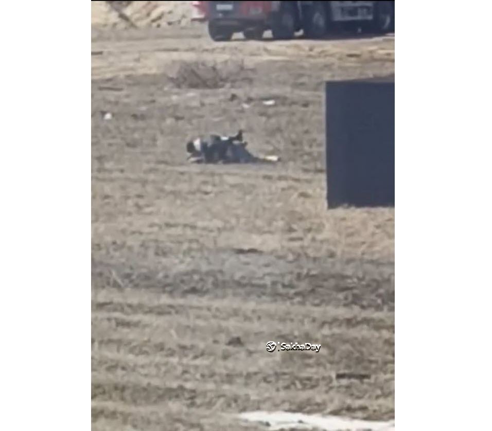 Посетители скандально известного "Laxia Barnhouse" занялись интимом на дороге