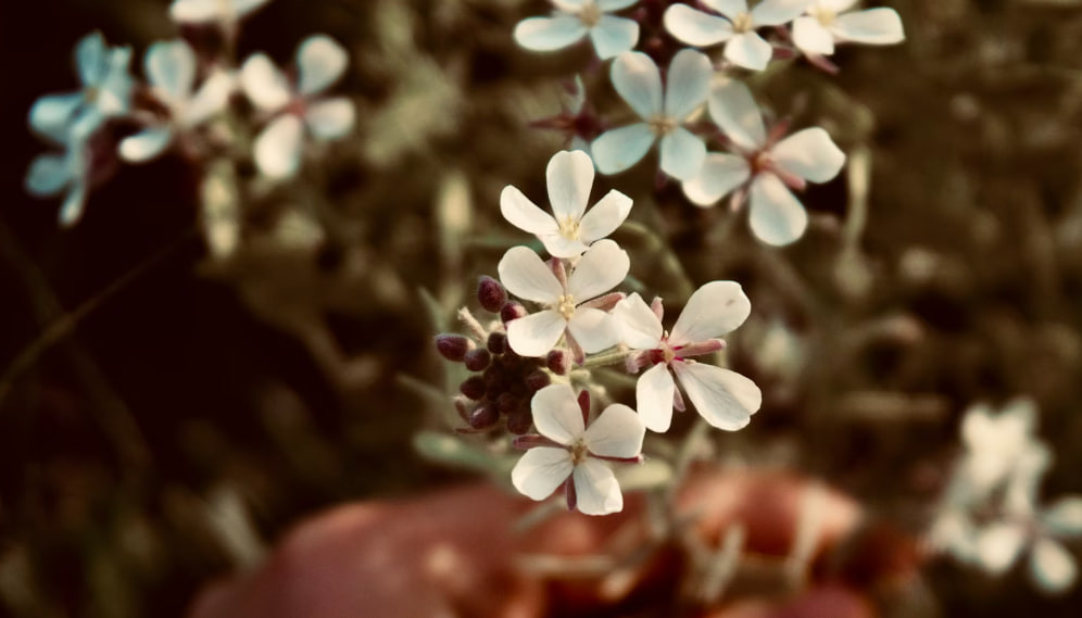 Сорняки только мешают: наводим красоту на участке — результат вас удивит