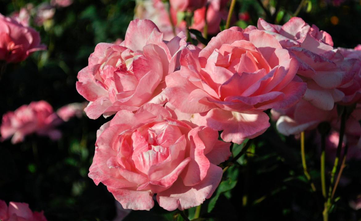 Цветы будут расти быстрее: народные способы, которые помогут — соседи будут завидовать