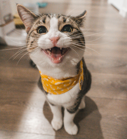 Чем кормить кошку со стола: не вредные продукты для четвероногих — здоровье в первую очередь