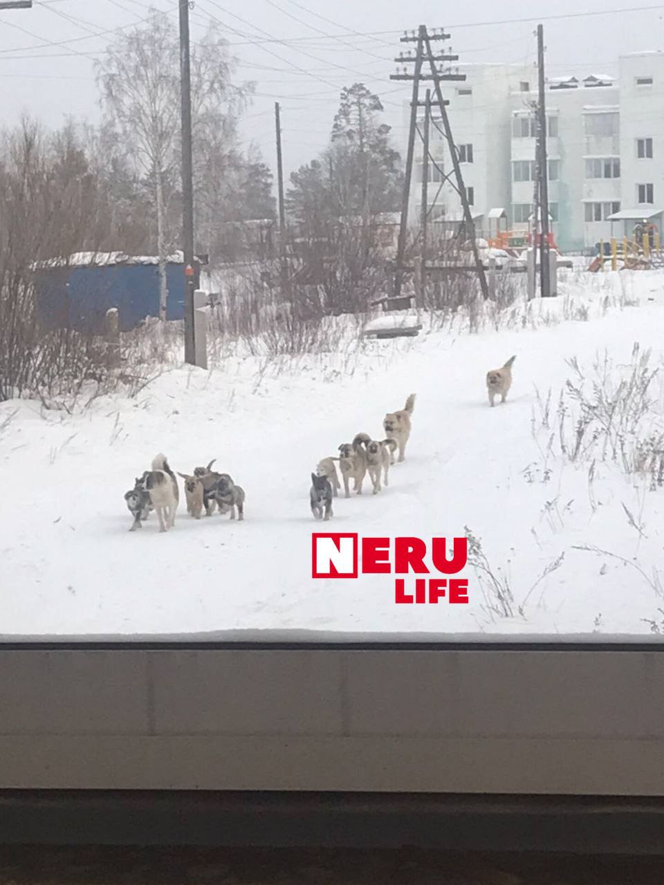 Администрация поселка Серебряный Бор подала в суд на Управление ветеринарии