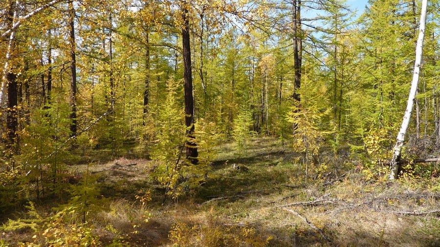 В Верхоянском районе введен режим чрезвычайной ситуации в лесах муниципального характера
