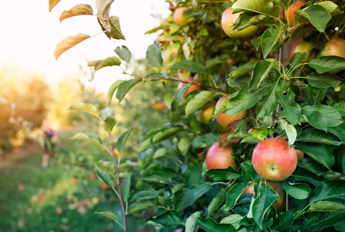 Яблоки без червей: проверенные способы против вредителей — возьмите на вооружение