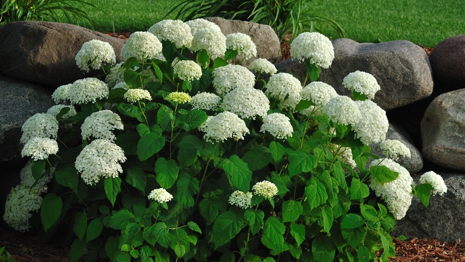 Гортензии будут цвести до первых заморозков: нужно поливать их копеечным средством — оно лежит у вас в домашней аптечке