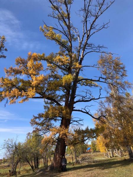 Лиственница Маатта из Якутии поборется за звание дерева года